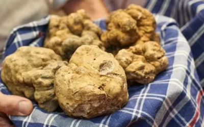 Alba: la Fiera del Tartufo