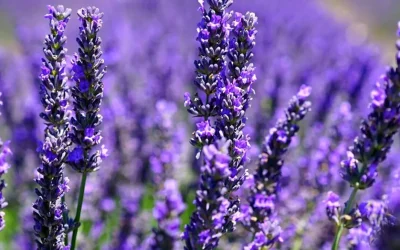 La lavanda – spettacolo di colori e profumi